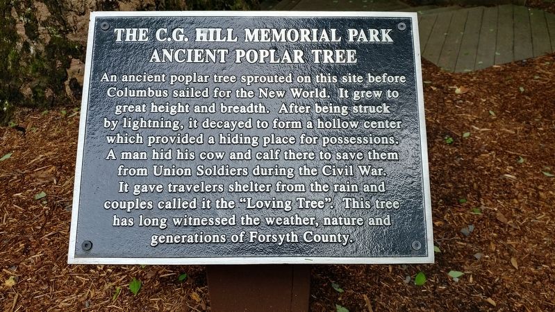 Ancient Poplar Tree Marker image. Click for full size.