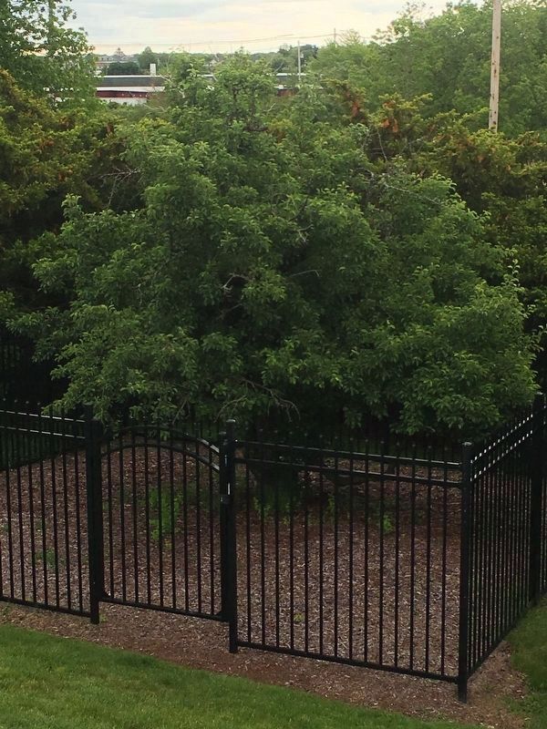 The Endecott Pear Tree Marker. Click for full size. The Endecott Pear Tree Marker image. Click for full size.