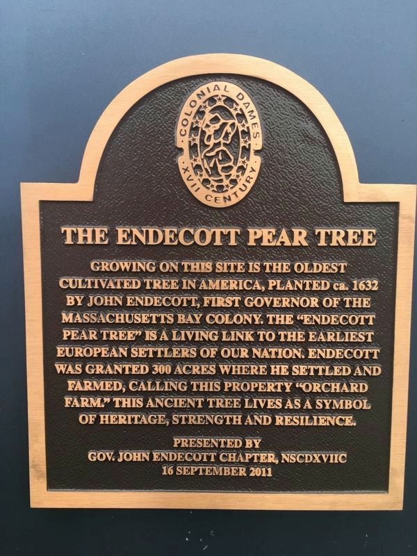 The Endecott Pear Tree Marker. Click for full size. The Endecott Pear Tree Marker image. Click for full size.