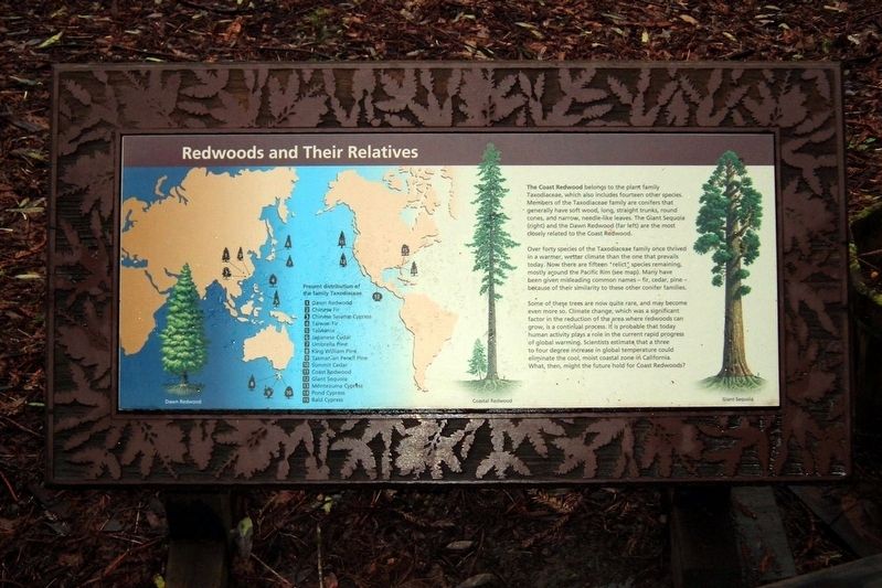 Redwoods and Their Relatives Marker. Click for full size. Redwoods and Their Relatives Marker image. Click for full size.