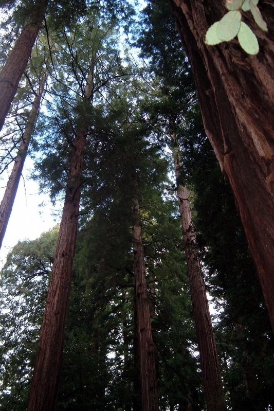 Cathedral Grove. Click for full size. Cathedral Grove image. Click for full size.