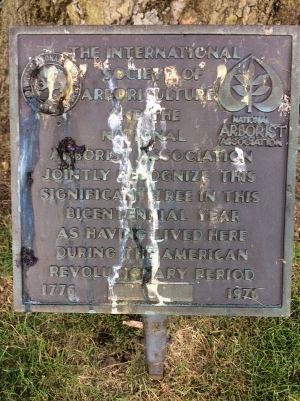 Historic Oak in Sycamore, Ohio Marker. Click for full size. Historic Oak in Sycamore, Ohio Marker image. Click for full size.
