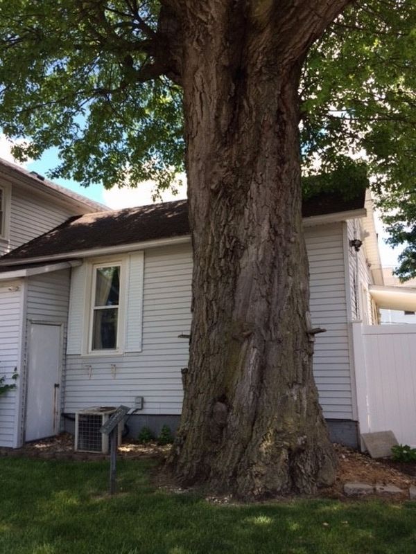 Historic Oak in Sycamore, Ohio Marker image. Click for full size.
