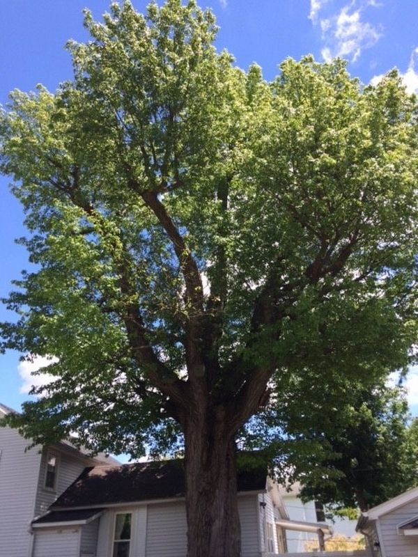 Historic Oak in Sycamore, Ohio Marker. Click for full size. Historic Oak in Sycamore, Ohio Marker image. Click for full size.
