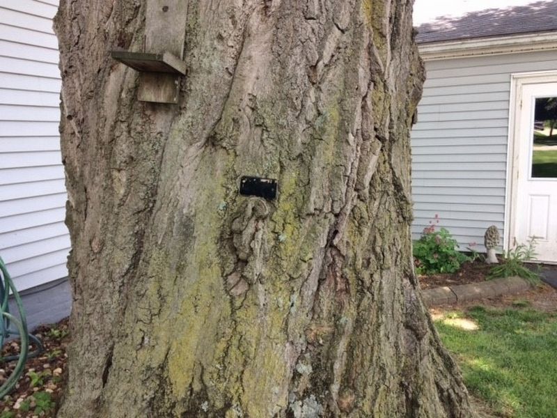 Historic Oak in Sycamore, Ohio Marker image. Click for full size.