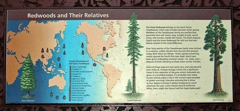 Redwoods and Their Relatives Marker image. Click for full size.