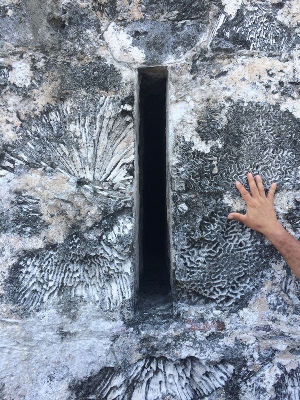 An example of the coral stone used to construct the fort.. Click for full size. An example of the coral stone used to construct the fort. image. Click for full size.