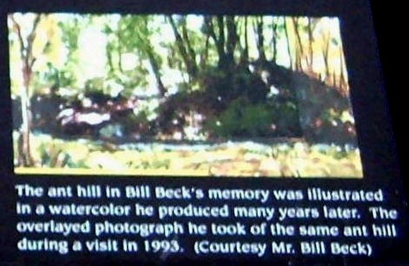 Inseert - the ant hill photo image. Click for full size.