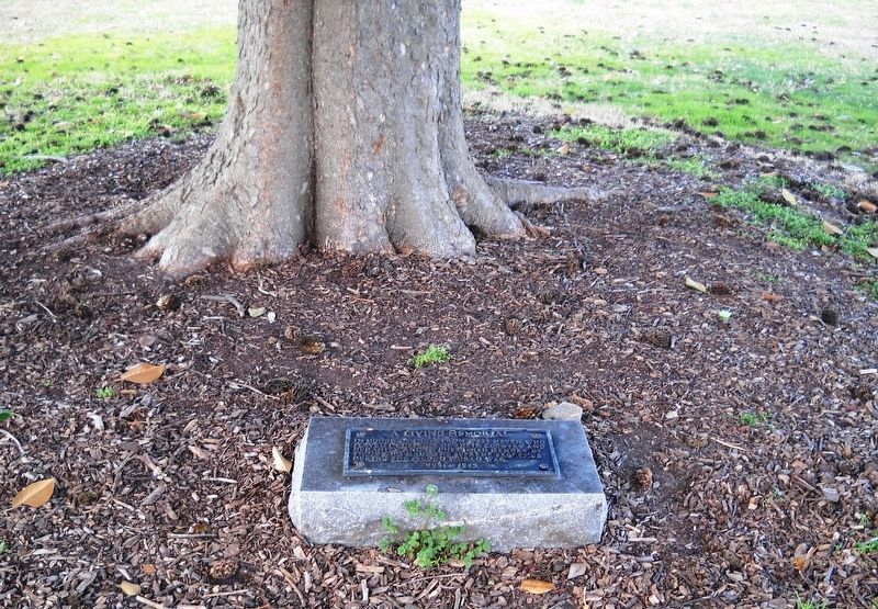 A closeup of A Living Memorial.. Click for full size. A closeup of A Living Memorial. image. Click for full size.
