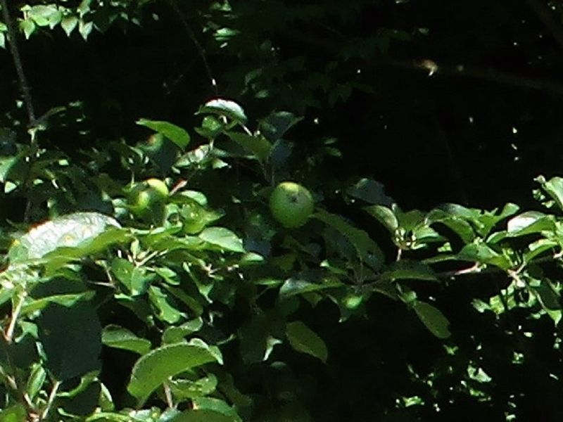 Johnny Appleseed Site Marker image. Click for full size.