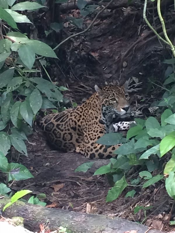 A jaguar at the Belize Zoo image. Click for full size.