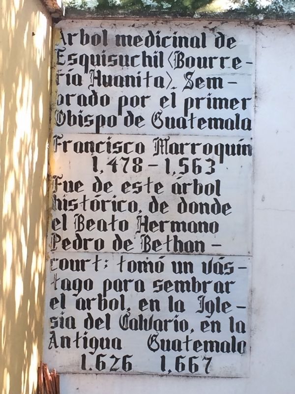 The Esquisuchil Medicinal Tree (Bourreria huanita) Marker image. Click for full size.