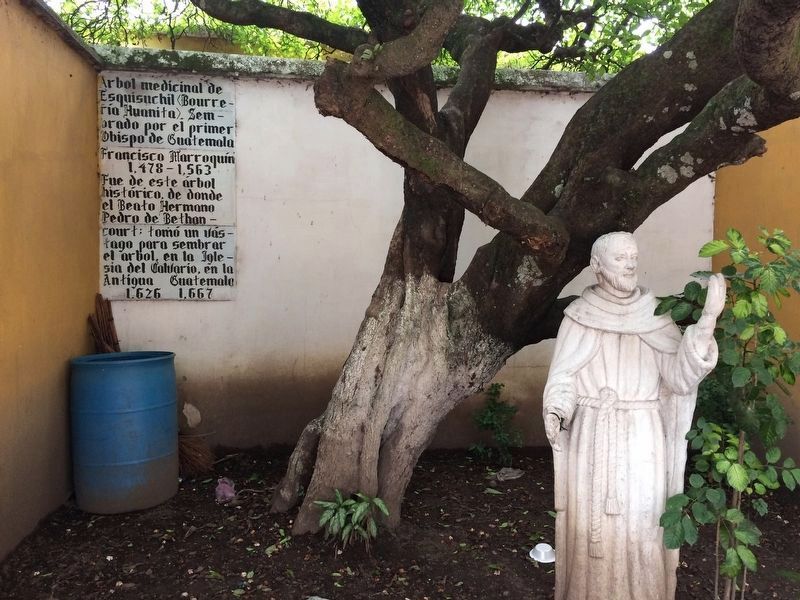 The Esquisuchil Medicinal Tree (Bourreria huanita) Marker image. Click for full size.