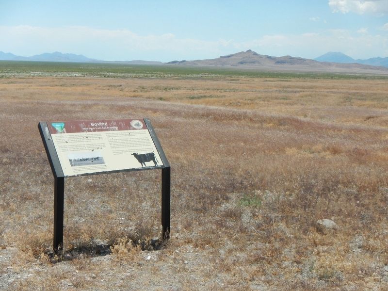 Bovine Marker. Click for full size. Bovine Marker image. Click for full size.