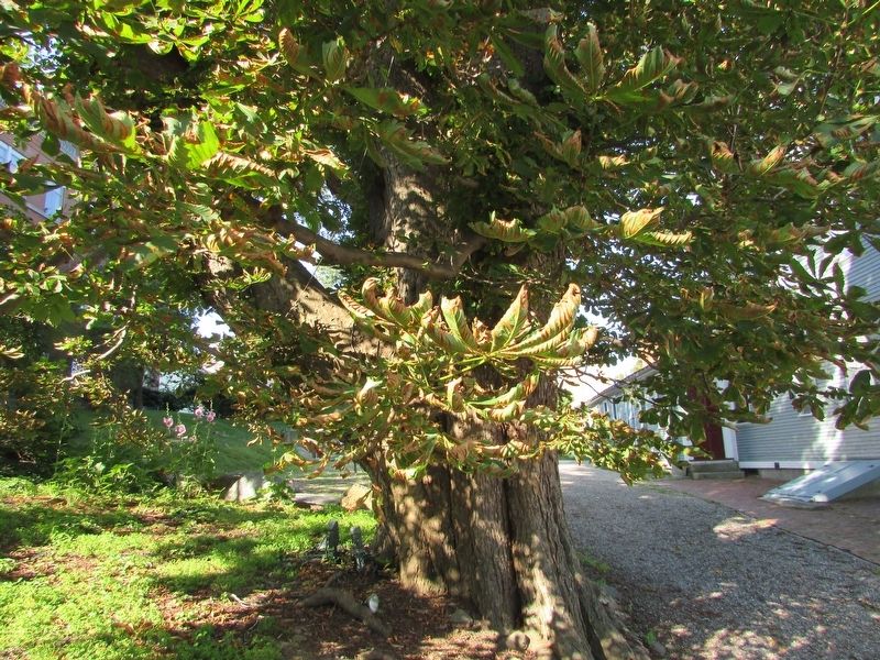 Horse Chestnut Tree image. Click for full size.