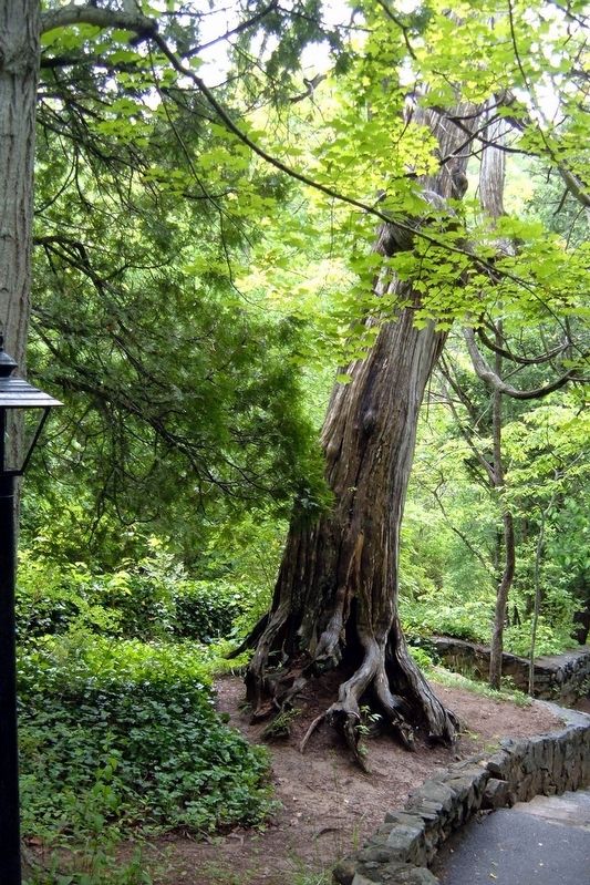 The Arbor Vitae image. Click for full size.