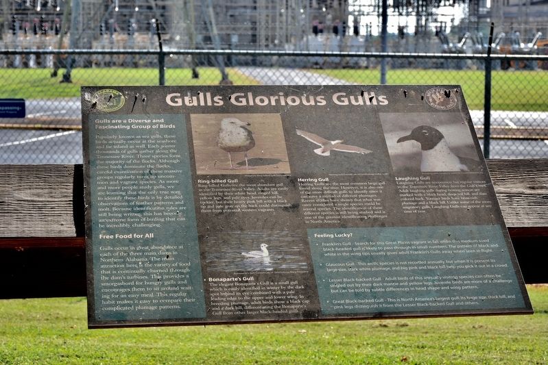 Gulls Glorious Gulls Marker. Click for full size. Gulls Glorious Gulls Marker image. Click for full size.