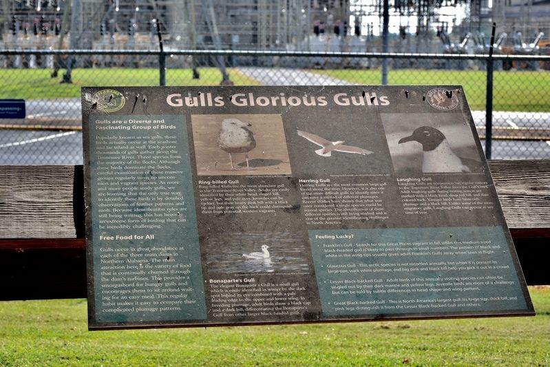 Gulls Glorious Gulls Marker image. Click for full size.