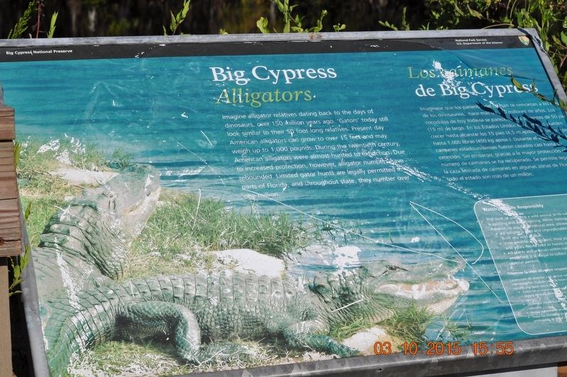 Big Cypress  Alligators Marker image. Click for full size.