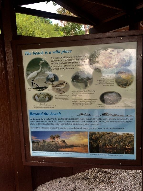 The Beach is a wild place Marker. Click for full size. The Beach is a wild place Marker image. Click for full size.