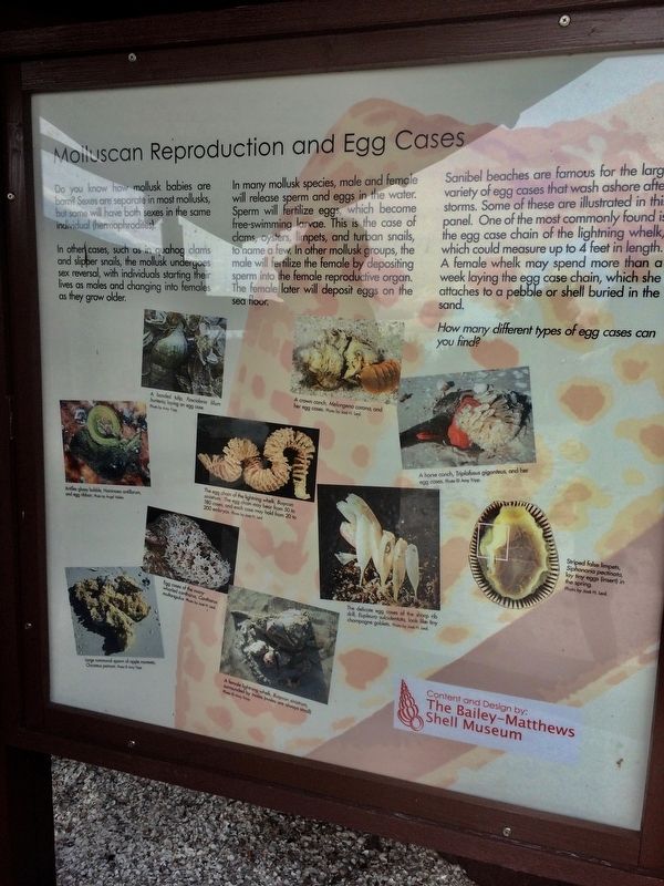 Molluscan Reproduction and Egg Case Marker. Click for full size. Molluscan Reproduction and Egg Case Marker image. Click for full size.