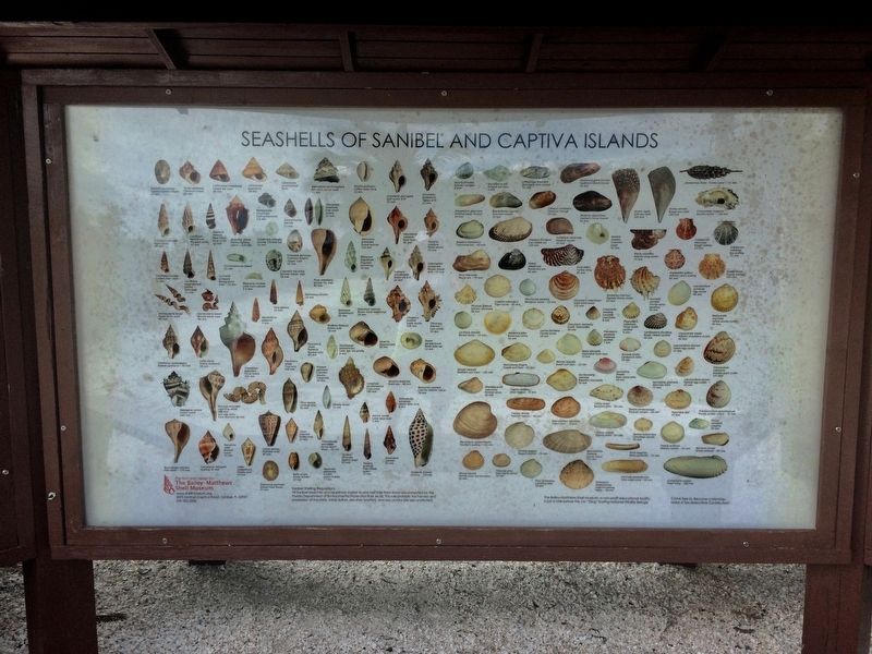 Shells of Sanibel and Captiva Islands. Click for full size. Shells of Sanibel and Captiva Islands image. Click for full size.