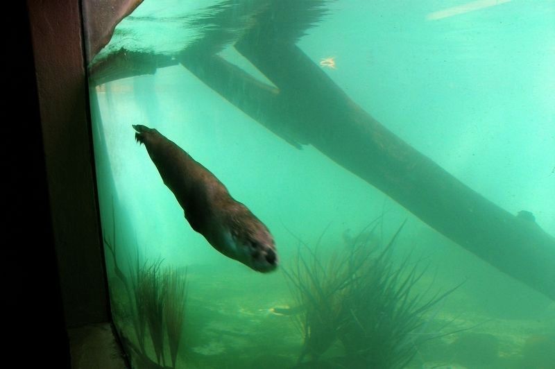 One of the otters. Click for full size. One of the otters image. Click for full size.