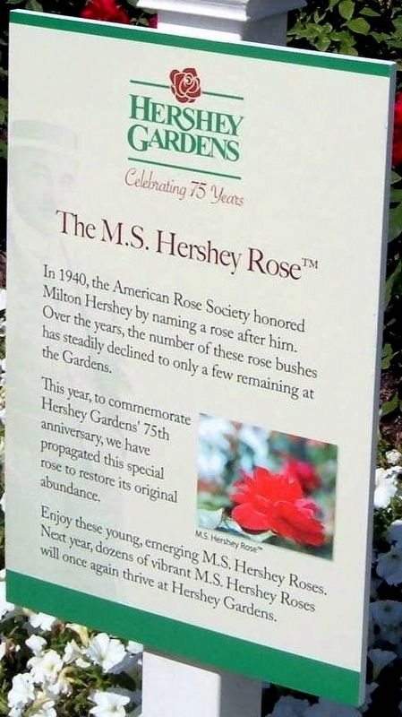 The M.S. Hershey Rose Marker. Click for full size. The M.S. Hershey Rose Marker image. Click for full size.