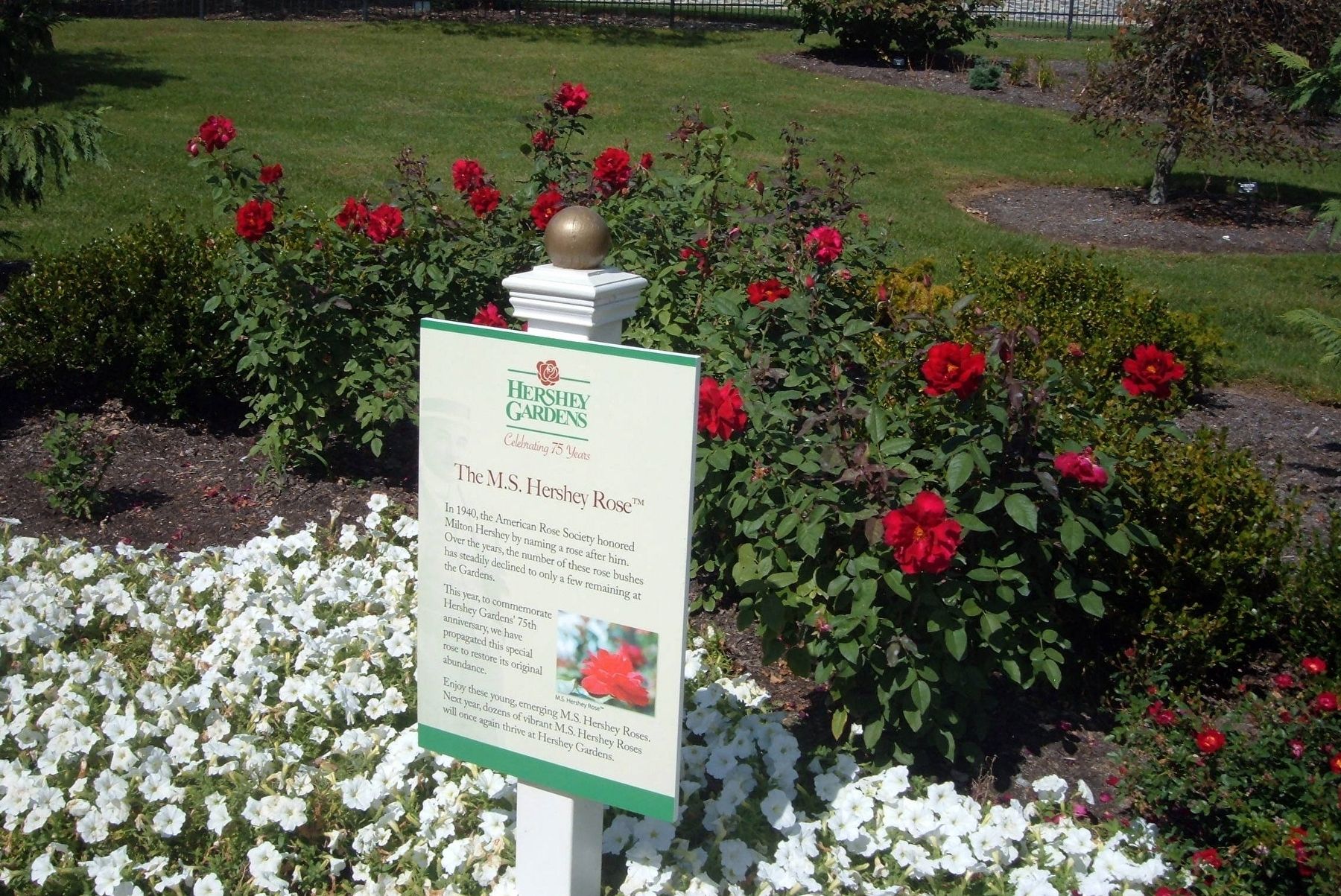 M.S. Hershey Rose bushes. Click for full size. M.S. Hershey Rose bushes image. Click for full size.