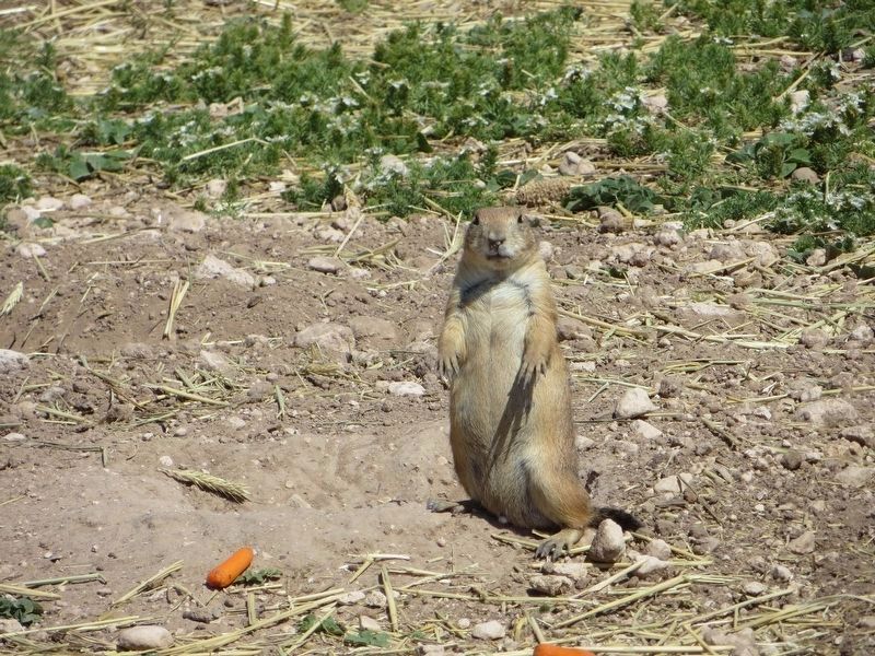 Resident of Prairie Dog Town. Click for full size. Resident of Prairie Dog Town image. Click for full size.