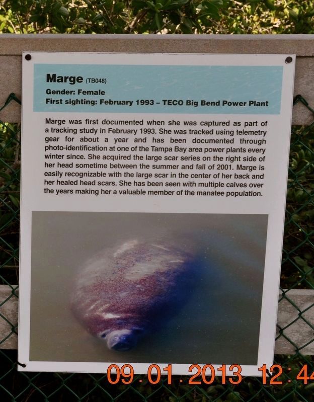 Manatee Scar Identification Marker image. Click for full size.