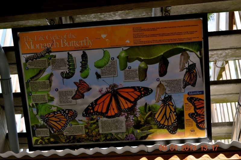 The Life Cycle of the Monarch Butterfly Marker image. Click for full size.