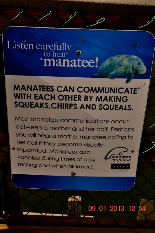 Listen carefully to hear a manatee! Marker. Click for full size. Listen carefully to hear a manatee! Marker image. Click for full size.