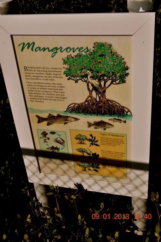 What Role Do Mangroves Play In An Estuary? Marker image. Click for full size.