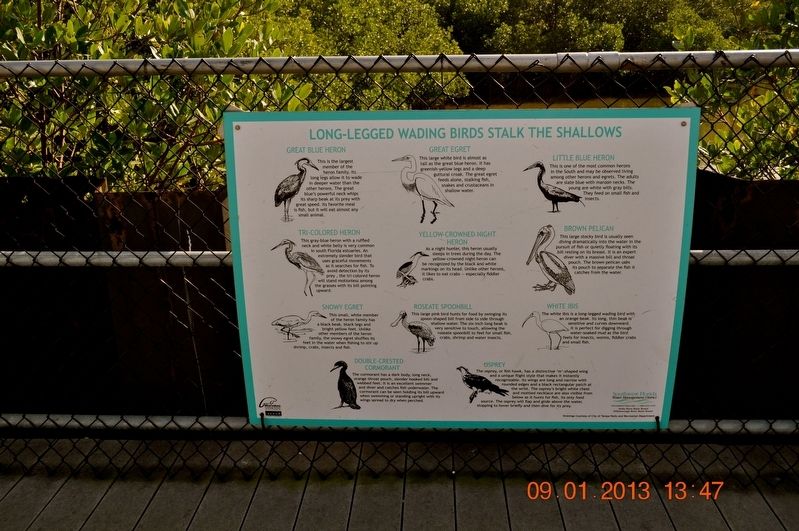Long-Legged Wading Birds Stalk the Shallows Marker. Click for full size. Long-Legged Wading Birds Stalk the Shallows Marker image. Click for full size.