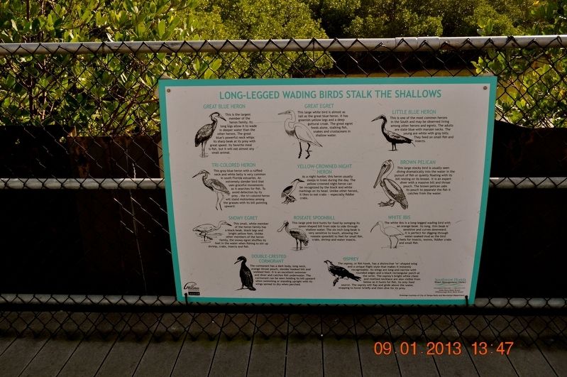 Long-Legged Wading Birds Stalk the Shallows Marker image. Click for full size.