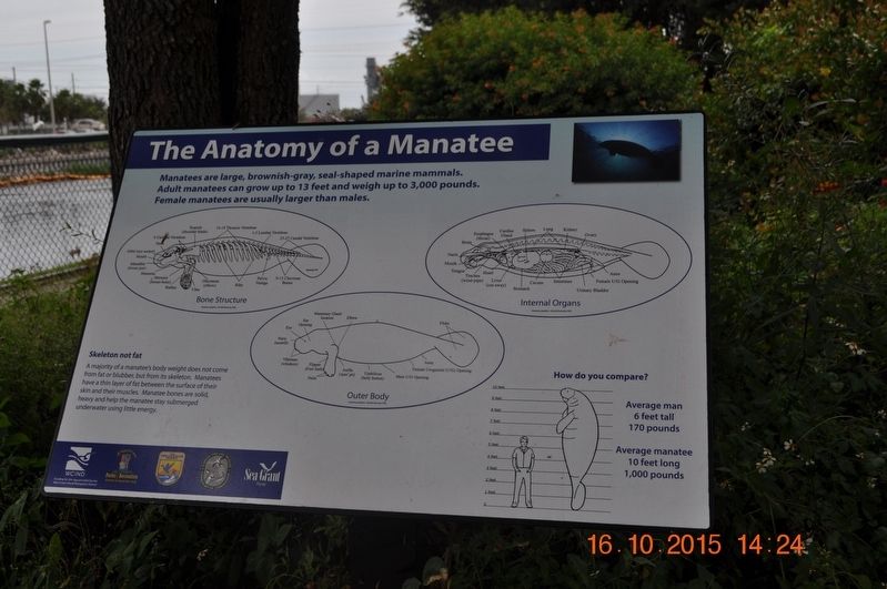 The Anatomy of a Manatee Marker image. Click for full size.
