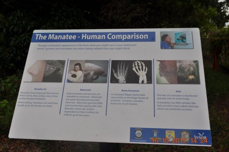The Manatee-Human Comparison Marker image. Click for full size.