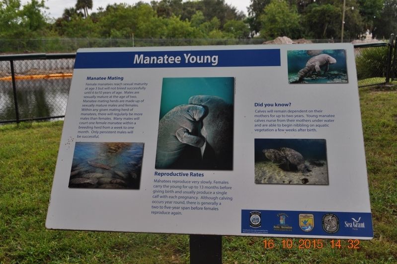 Manatee Young Marker. Click for full size. Manatee Young Marker image. Click for full size.