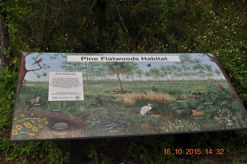 Pine Flatwoods Marker image. Click for full size.