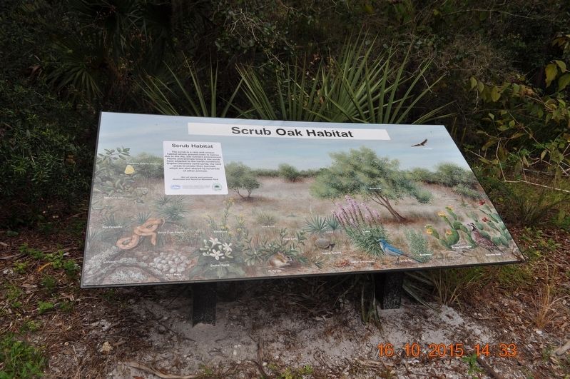 Scrub Oak Habitat Marker image. Click for full size.