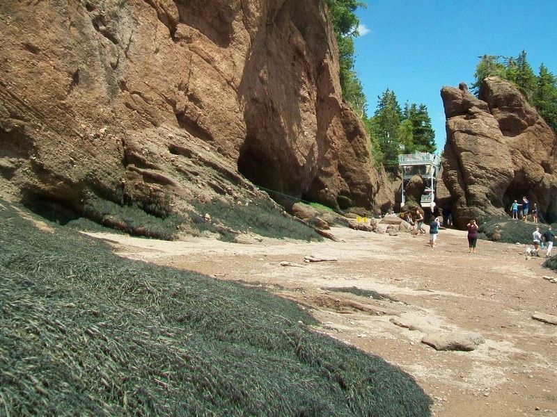 Bay Floor Near Low Tide Showing Seaweed on rocks. Click for full size. Bay Floor Near Low Tide Showing Seaweed on rocks image. Click for full size.