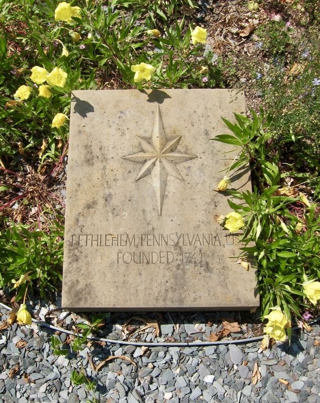 Star of Bethlehem. Click for full size. Star of Bethlehem image. Click for full size.