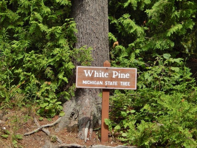 Eastern White Pine - Michigan State Tree. Click for full size. Eastern White Pine - Michigan State Tree image. Click for full size.