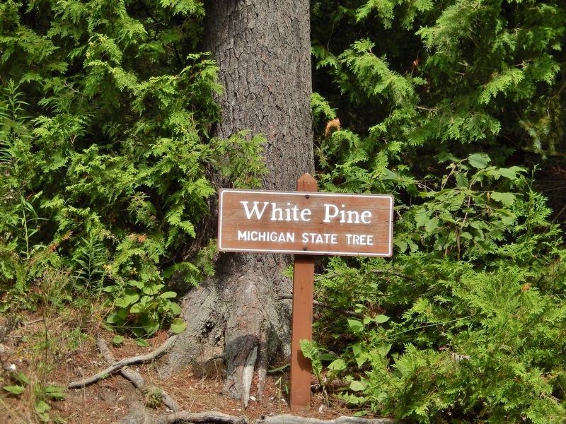 Eastern White Pine - Michigan State Tree image. Click for full size.