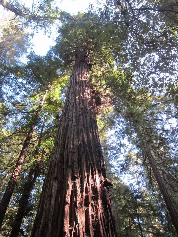 Colonel Armstrong Redwood in Armstrong Woods SNR image. Click for full size.