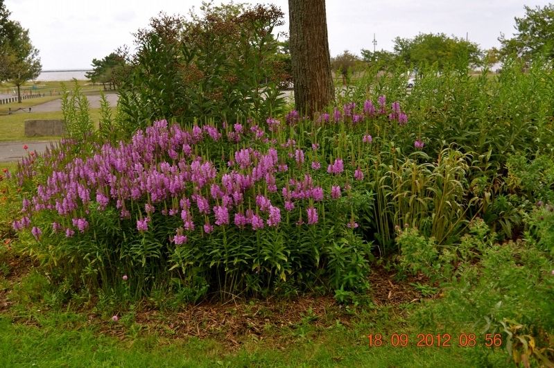 The Butterfly Garden at Lighthouse Point Park Marker. Click for full size. The Butterfly Garden at Lighthouse Point Park Marker image. Click for full size.