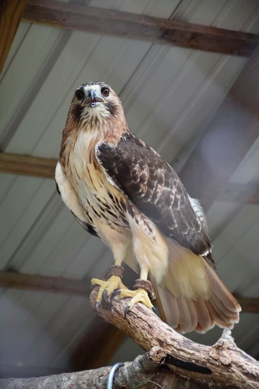 Red-Tailed Hawk image. Click for full size.