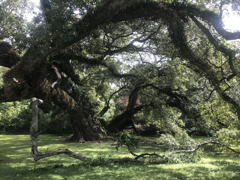 Seven Brothers Oak image. Click for full size.