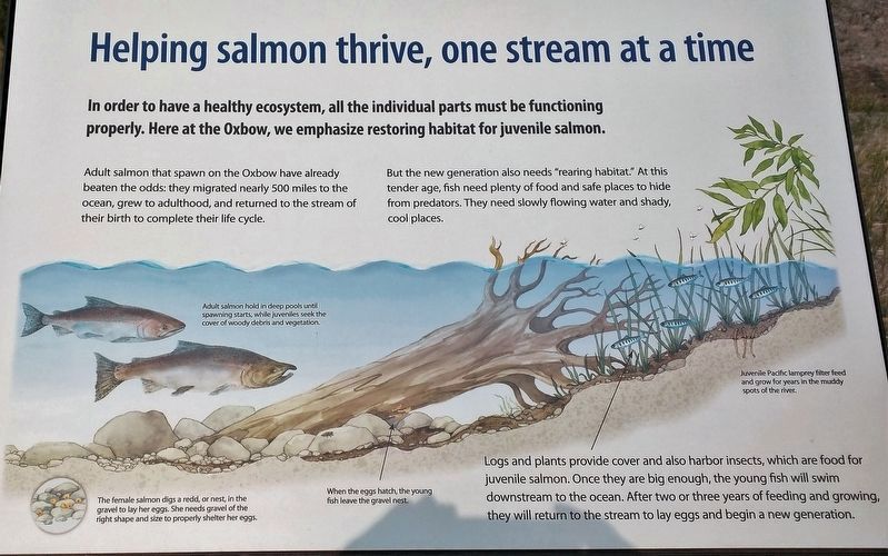 Marker 4 - Helping Salmon Thrive, One Stream at a Time. Click for full size. Marker 4 - Helping Salmon Thrive, One Stream at a Time image. Click for full size.